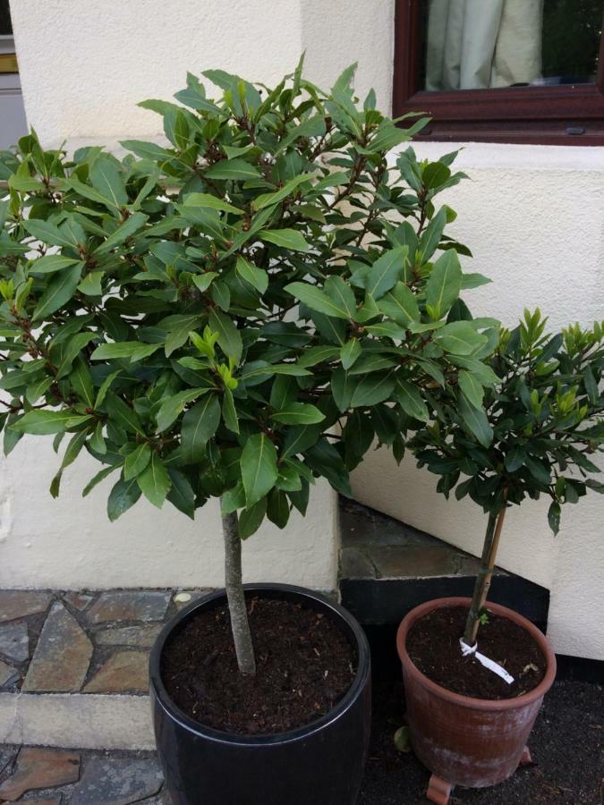 Baytree B&B Charlestown  Zewnętrze zdjęcie